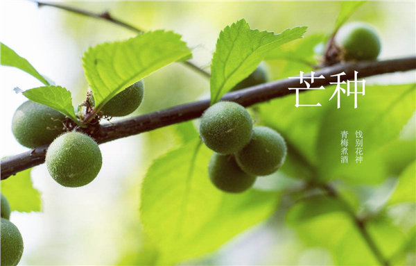 青梅3_本